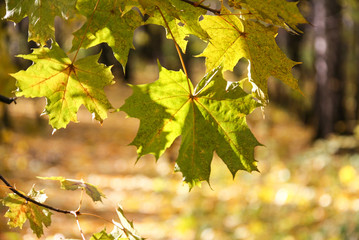 Yellow maple leaves in autumn park