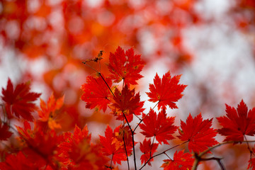 Red Maple leaves