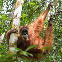 Quiet adult orangutan hanging on tree limbs and demonstrates agility on a background of green leaves (Bohorok, Indonesia) © alekseev