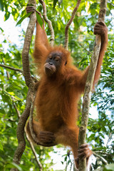 Cool teenager orangutan hanging on tree limbs and demonstrates agility on a background of green leaves (Bohorok, Indonesia)