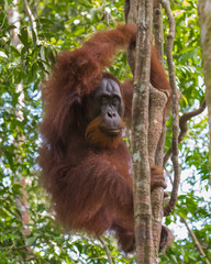 Adult furry orangutan hanging from a tree (Bohorok, Indonesia)