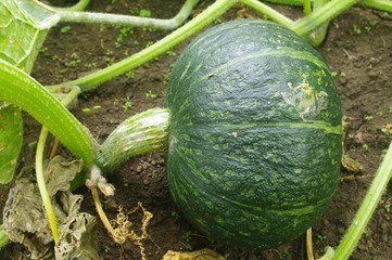 畑で実るカボチャ