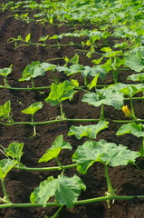 生育するカボチャ