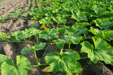 生育するカボチャ