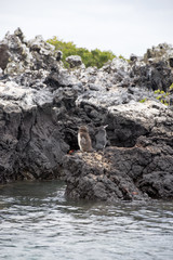 ティントレーラス