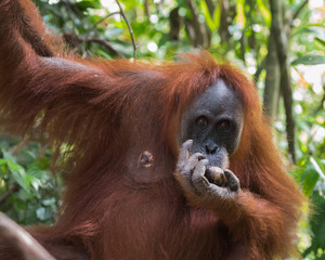 Adult hairy orangutan dine and hang on the branches on the background of evergreen jungle - close-up (Bohorok, Indonesia)