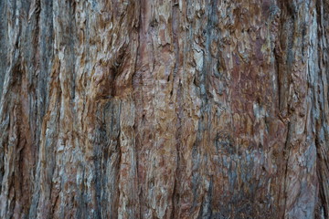 interessante Baumrinde