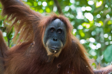 Adult furry orangutan hanging from a tree and eats (Bohorok, Indonesia)