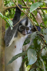 Thomas langurs peeping among the leaves (Bohorok, Indonesia)