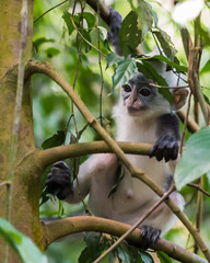 Thomas langurs Baby sitting on a branch and looks among the leaves in the thick jungle (Bohorok, Indonesia)