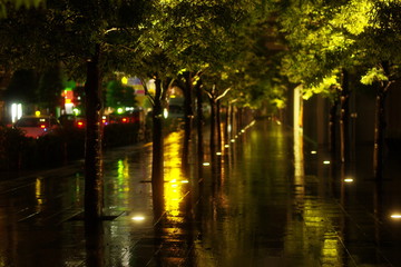 都会　夜の雨に濡れる樹木
