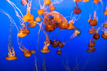 jelly fishes in aquarium