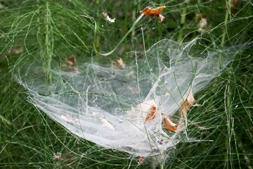 паутина в соснах © 198282
