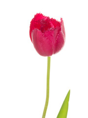 red and crimson tulip flower
