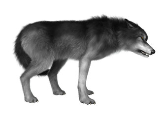 3D Rendering Gray Wolf on White
