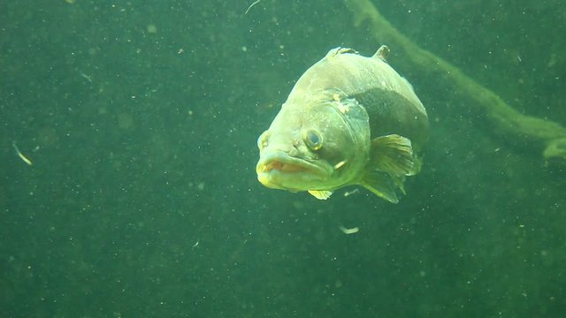 Zander or pike perch (Sander Lucioperca) waiting for fish. Underwater shot in lake. Diving in fresh water. 