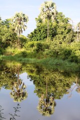 Mirror image of palm trees in the Maramba River in Zambia, Africa