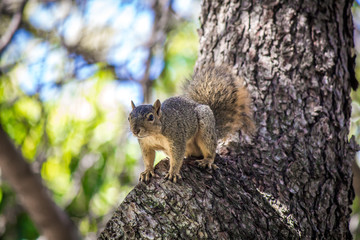 Naklejka na ściany i meble Squirrel on a tree