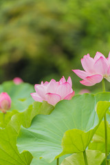 Obraz premium The Lotus Flower.Background is the lotus leaf and lotus flower and lotus bud and tree.
