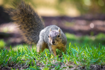 Squirrel on the grass