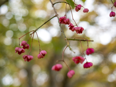 山錦木 Images Browse 5 Stock Photos Vectors And Video Adobe Stock