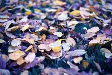 fallen leaves from trees autumn leaves on green grass