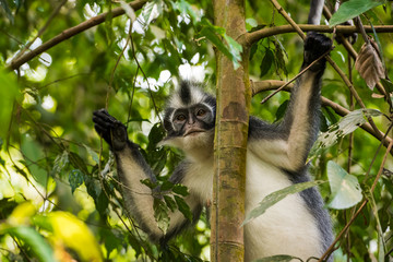 Adult Thomas langurs sitting on a branch and looks among the leaves in the thick jungle (Bohorok, Indonesia)
