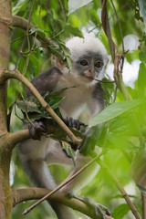 Obraz premium Thomas langurs Baby looks on a branch and looks among the leaves in the thick jungle (Bohorok, Indonesia)