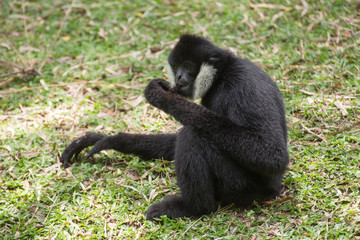 Black cheeked gibbon