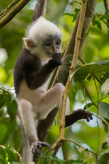 Thomas langurs Baby hanging on a branch and looks among the leaves in the thick jungle (Bohorok, Indonesia)