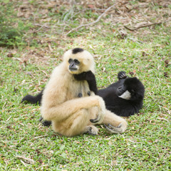 Mother Gibbon sitting