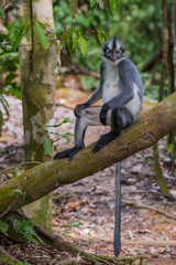Thomas langurs sitting on a branch with its tail hanging down in the thick jungle (Bohorok, Indonesia)