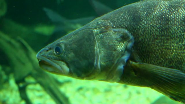 Zander or pike perch (Sander Lucioperca) detail of head. Underwater shot in lake. Diving in fresh water. 