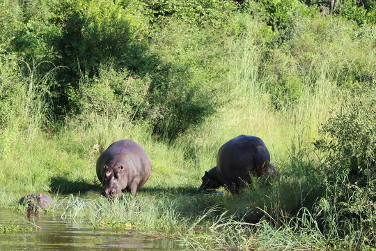 Hippopotamus amphibius in Africa