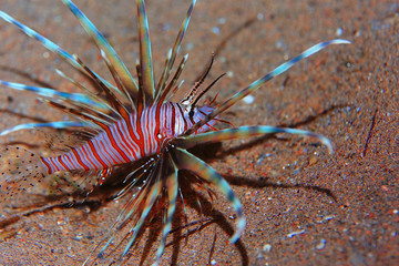 Zebra lionfish fish underwater photo