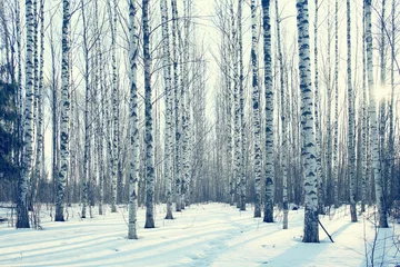 Fotobehang March landscape birch forest background © kichigin19