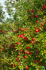 fruit apple
