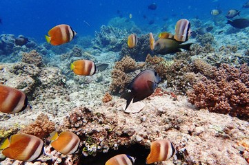 Fototapeta na wymiar 熱帯魚