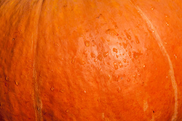 Kürbis