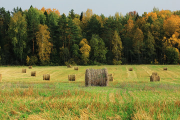 landscape haystacks in a field of autumn village