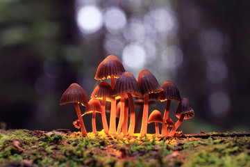 small poisonous mushrooms toadstool group psilocybin - obrazy, fototapety, plakaty
