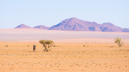 Oryx resting under shadow of Acacia tree in the colorful Namib desert of the majestic Namib...