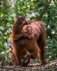 Baby orangutan sits on his mother's back and looks back (Bohorok, Indonesia)