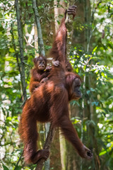 Baby orangutan sits on his mother's back and thinks of the eternal in the dense jungle (Bohorok, Indonesia)
