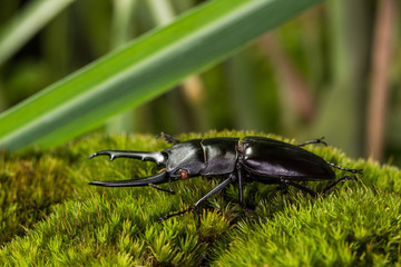 Stag Beetle