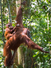 Baby orangutan sits on his mother's back and looks at the photographer in the dense jungle (Bohorok, Indonesia)