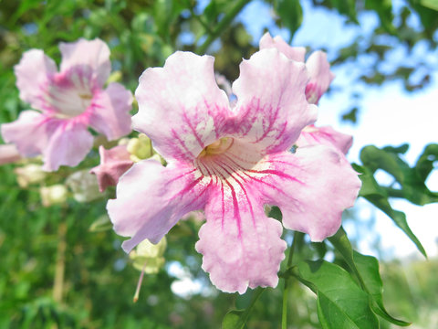 campanilla rosa