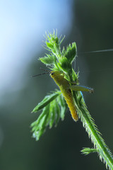 Grasshopper in Southeast Asia.