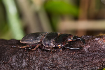 Stag Beetle
