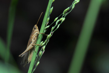Grasshopper in Southeast Asia.